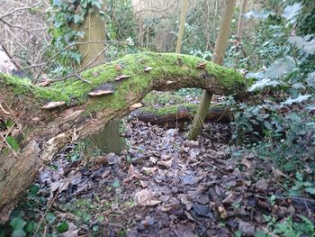 Plants and trees in park