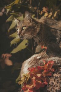 Close-up of a cat