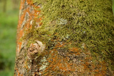 Close-up of moss on tree trunk