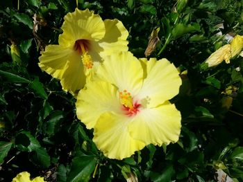 Close-up of yellow hibiscus blooming outdoors