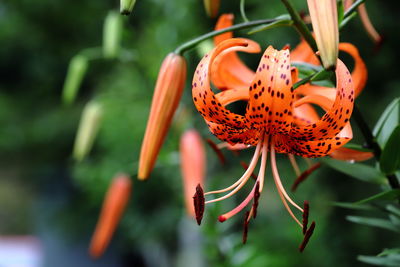 Close-up of orange flower