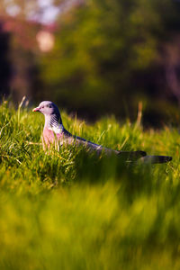 Bird perching on a field