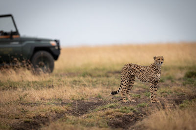 Cheetah on grassy field against clear sky