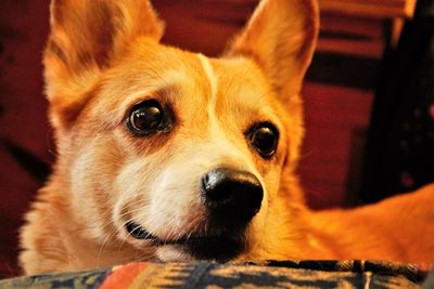 Close-up portrait of dog