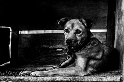 Black and white potrait of house guard dog who monitors around the house