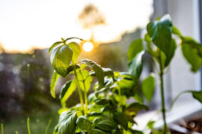 Close-up of fresh green plant against sky