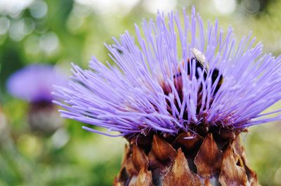 Close-up of insect on purple flower