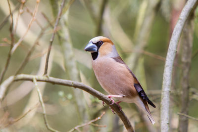 Hawfinch on on branch log in front of beautiful yellow natural background