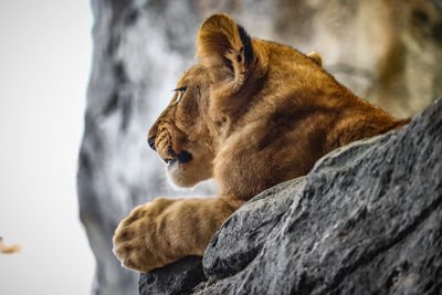 Close-up of lion