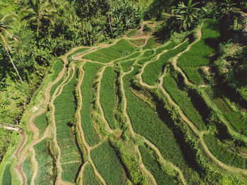 High angle view of agricultural field