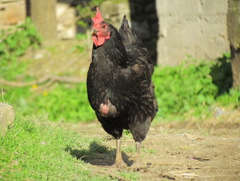 Black bird on a field