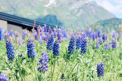 Close-up of purple flowering plants on field