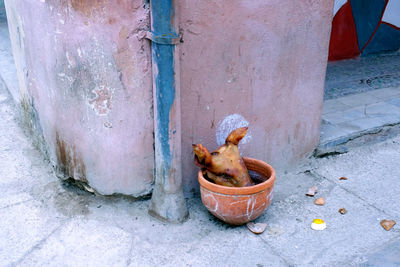 High angle view of a horse in a city