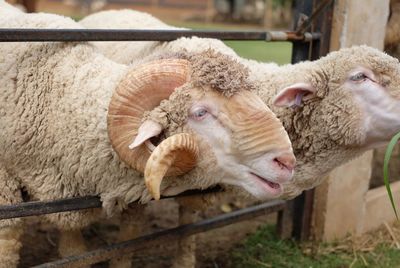 Close up, sheep in the stall