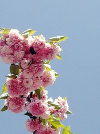 Close-up of pink cherry blossom against clear sky