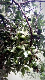 Low angle view of tree