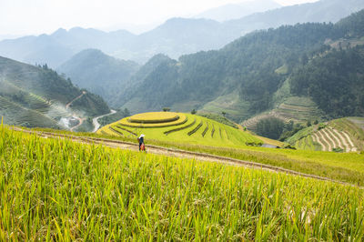 Scenic view of agricultural field