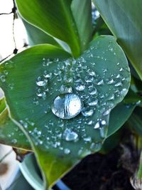 Close-up of raindrops on leaf