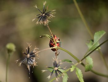 Close-up of insect on flower