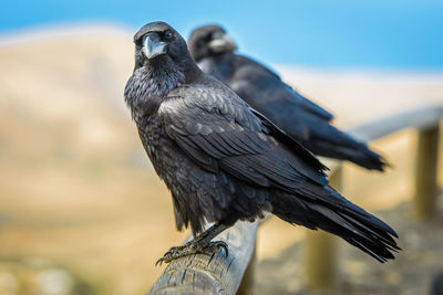 A black common raven at the coast of fuerteventura