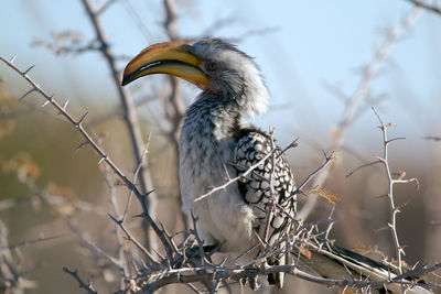 Close-up of bird perching on branch