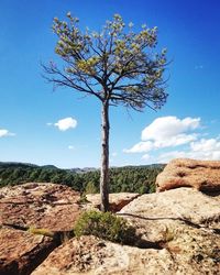 Tree on landscape against sky