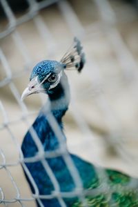 Close-up of a peacock