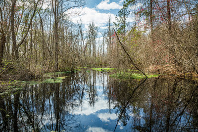 Reflection of trees in lake