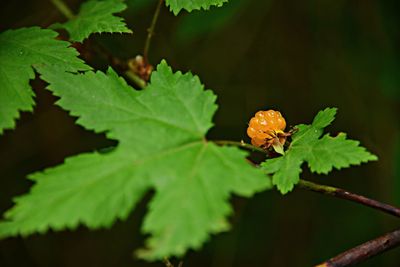 Close-up of leaves