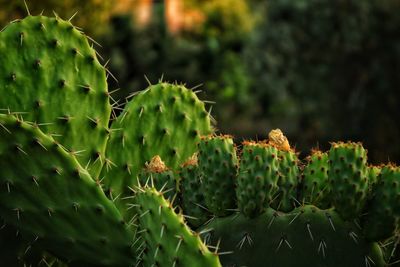 Close-up of prickly pear cactus