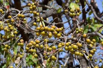 Indian ebony or tendu fruit. tendu is a seasonal fruit available mainly in summer