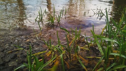 Reflection of trees in water