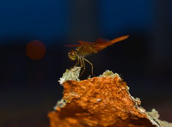 Close-up of insect on leaf