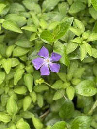 Close-up of purple flowering plant