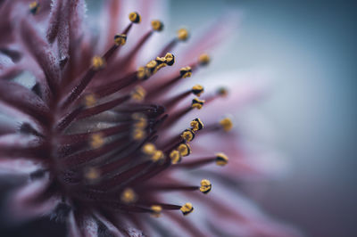 Close-up of purple flowering plant