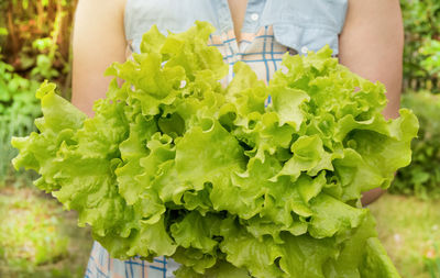 Midsection of person holding leaf