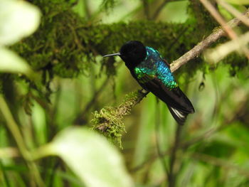 Close-up of bird perching on tree