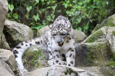 View of an animal on rock