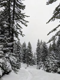 Snow covered pine trees in forest against sky