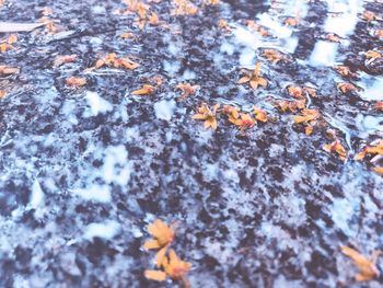 Close-up of frozen leaves during winter