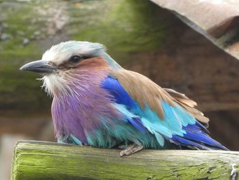 Close-up of a colourful bird perching on wooden post