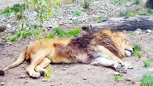 Cat sleeping in a field