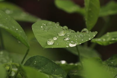 Water drops on single or many green leafs on the garden,rain drops on the single many green leafs