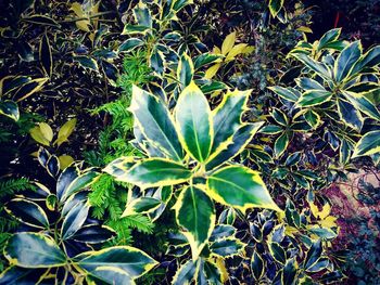 Plants against sky