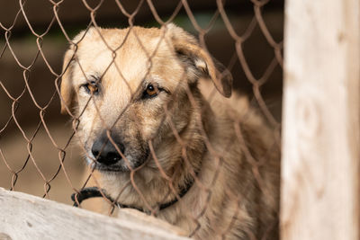 Close-up of dog looking through fence