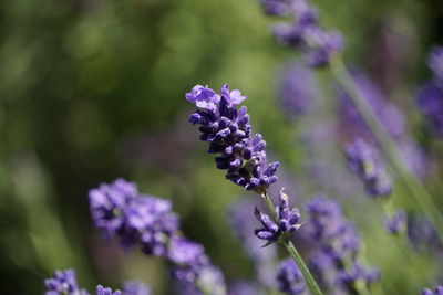 Close-up of purple flowering plant