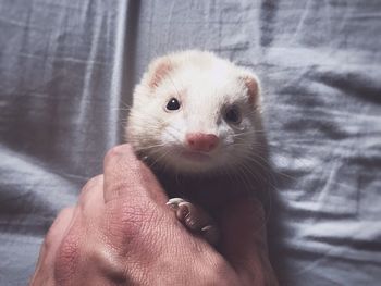 Close-up of hand holding rabbit