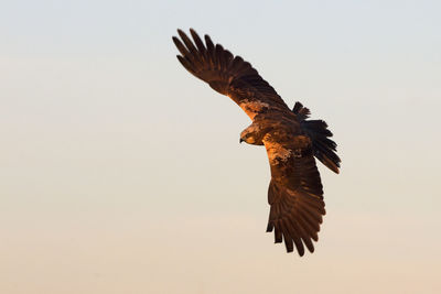 Low angle view of eagle flying in sky