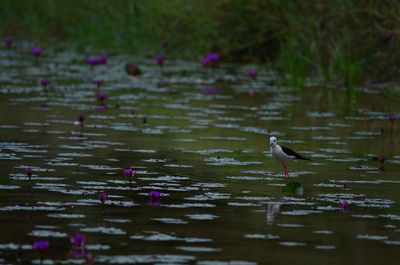 View of birds in lake