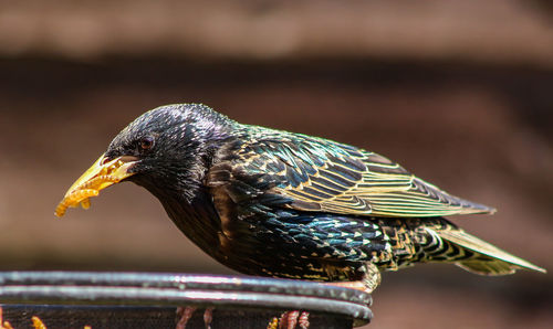 Close-up of a bird